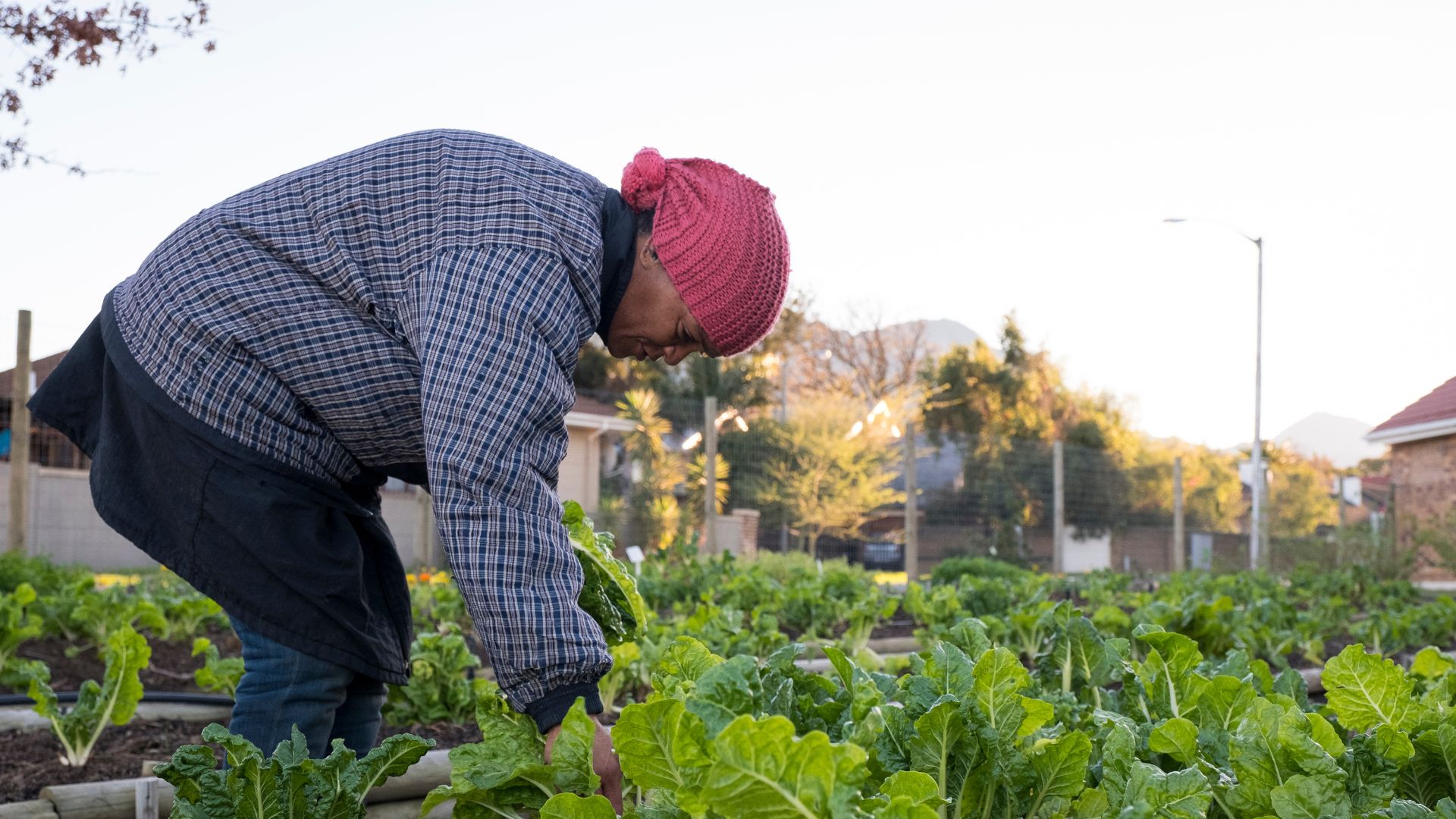 a female farm worker working in a farm of vegetables